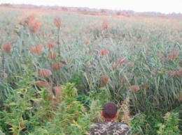 В Одесской обл. обнаружена плантация с 500 кустами конопли