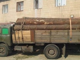 На Закарпатье задержали грузовик с древесиной без документов (ФОТО)
