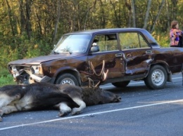 Встречи с лосями на дорогах по-прежнему носят печальне итоги