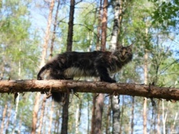 В лесу под Киевом нашли почти сотню замученных котят