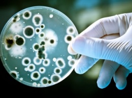 Ученые: Поедающие электричество бактерии устроят революцию в науке