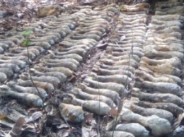 В киевской лесополосе найдено более 700 боеприпасов