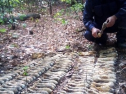 В Киеве мужчина во время прогулки в лесополосе нашел более 700 боеприпасов