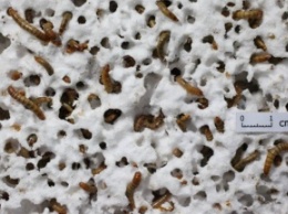 Мучные черви превращают пенопласт в почву