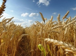 Украина экспортировала около 10 тонн зерновых