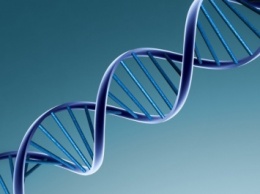 Биологи научились «подсвечивать» ДНК в живых клетках