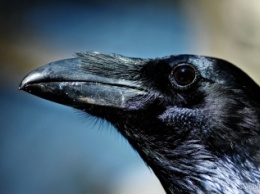Ученые: Вороны способны извлекать уроки из смерти сородичей