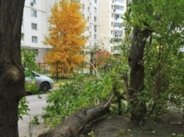 В Новосибирске в результате сильного ветра пострадала женщина
