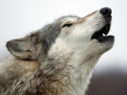 В Ростовской области бешеная волчица напала на троих человек