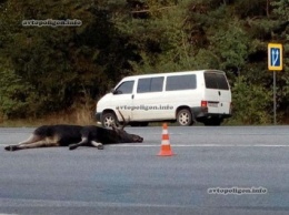 ДТП в Винницкой области: Chery Amulet сбил лося - пострадали два человека. ФОТО