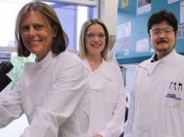 В Австралии ученые вырастили мини-почку из стволовых клеток человека