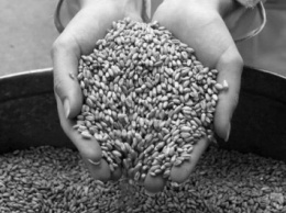 Украинские аграрии экспортировали 10,6 млн тонн зерновых