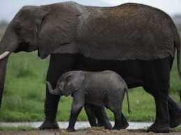 У слонов обнаружен механизм защиты от рака