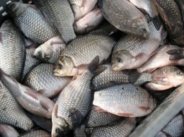 На Николаевщине браконьеры нанесли ущерб рыбному хозяйству на сумму более 10 тысяч гривен