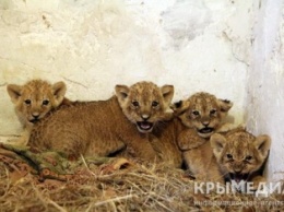ФОТОФАКТ: У львов в симферопольском зоопарке появились четыре детеныша