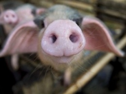 В Николаевской обл. зафиксирован очаг африканской чумы свиней
