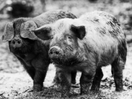 На территории Врадиевского района зафиксирован случай заболевания свиней африканской чумой