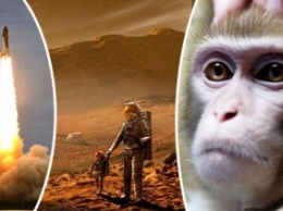 Российские ученые тренируют обезьян для самостоятельного полета на Марс