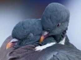 В Запорожье "за решеткой" остались гибнуть голуби