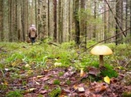 На Закарпатье в лесу заблудилась пожилая женщина