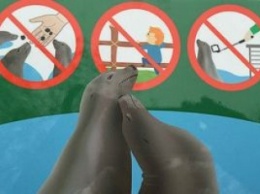 Австрия: Венский зоопарк запретил делать селфи