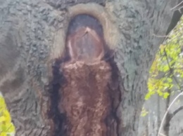 В Борисполе на дереве проявился образ Богоматери с младенцем