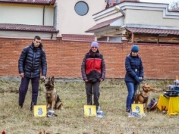 В Кривом Роге прошел первый в истории города Фестиваль спорта с собаками (фото)