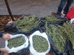 У жителя области нашли марихуану на 1 миллион гривен