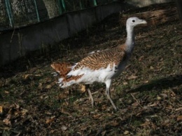 В Николаевский зоопарк приехали птицы из Межигорья