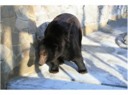 Камчатские медведи в Николаевском зоопарке «отпраздновали» новоселье: и зверушкам хорошо, и посетителям виднее