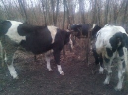 В Сумской области задержан украинец, который пытался переправить в Россию крупный рогатый скот