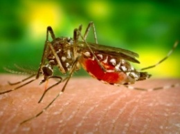 Ученые усовершенствовали комаров для борьбы с малярией