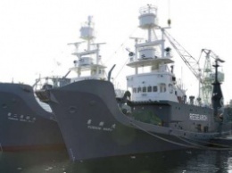 Япония возобновила запрещенный китобойный промысел в Антарктике (ФОТО)