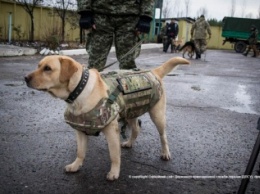 На Луганщине собак, охраняющих государственную границу, одели в бронежилеты