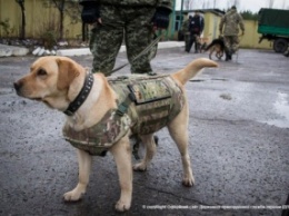 Пограничники в Луганской обл. переоденут своих собак в бронежилеты