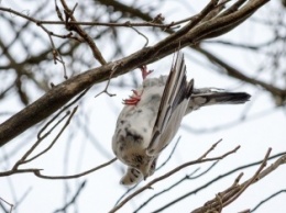 Фотофакт: запорожцы спасли голубя, запутавшегося в леске
