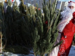 Где купить елку в Запорожской области