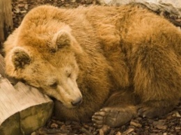 В Запорожскую область перевезут "вредного" медведя