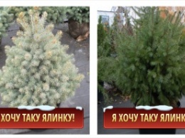 Киевляне смогут купить новогоднюю красавицу в горшке