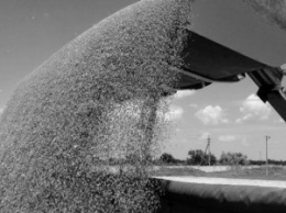 Украина экспортировала почти два десятка миллионов тонн зерна