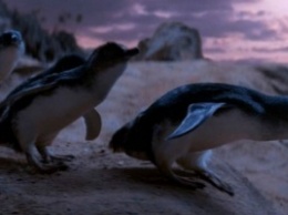 В Австралии собаки спасли колонию карликовых пингвинов
