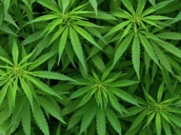 В Колумбии легализовали марихуану – только в медицинских целях