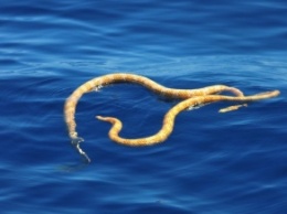 У побережья Австралии ученые обнаружили змей, считавшихся вымершими