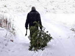 На Днепропетровщине находящегося в розыске мужчину задержали за кражу елки у пенсионера