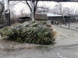 Николаевцы, «отстоявших» Новый год хвойных ждут в Николаевском зоопарке