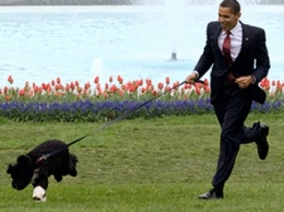 Спецслужбы США арестовали мужчину, планировавшего похитить собаку Обамы