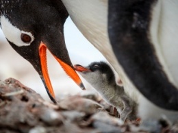 20 красивых фото, на которых видно, как живут пингвины