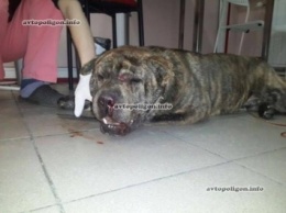 Под Киевом водитель автобуса сбил собаку и оставил ее умирать на морозе. Ищется хозяин... ФОТО