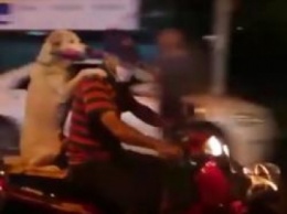 ВИДЕО, как лабрадор катался на скутере по улицам Таиланда