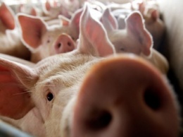 На всей территории оккупированного Крыма объявили карантин из-за африканской чумы свиней